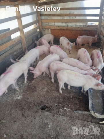 Продавам малки прасета 