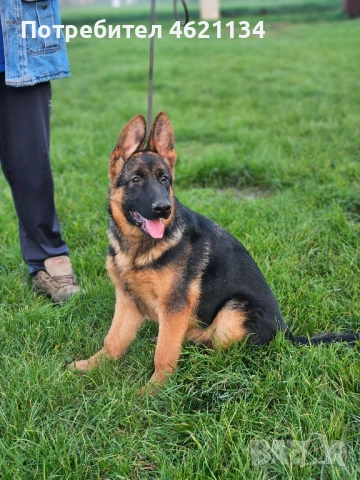 Малка мъжка немска, снимка 6 - Други животни - 52432567