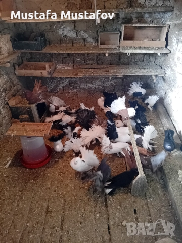 ФЕНЕРЛИИ , снимка 3 - Гълъби - 52806769