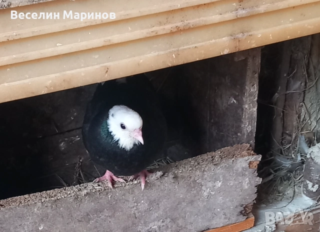 продавам  белослатински гьлаби, снимка 9 - Гълъби - 53881195