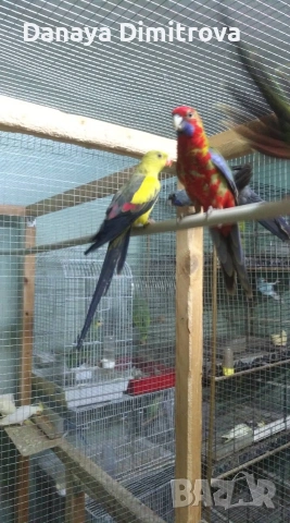 птици, снимка 3 - За птици - 53557150