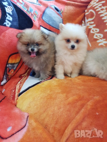 Померан померани померанчета Гр. София, снимка 11 - Померан - 53483732