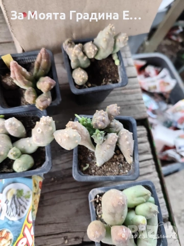 3 вида Стапелия - Grandiflora, Variagata, Piaranthus, снимка 4 - Стайни растения - 53636152