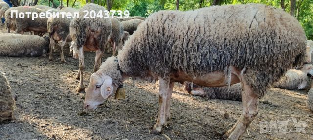 Овце угоени за курбан , снимка 1 - За селскостопански - 45942649