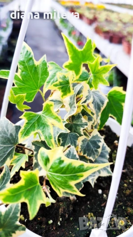 Кошница с Бръшлян, Hedera Helix Yellow Ripple