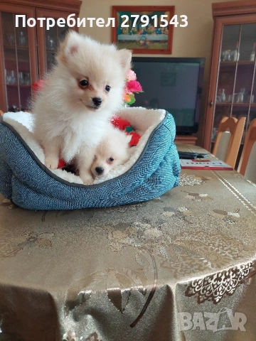 померан померанчета момичета, снимка 3 - Померан - 51604948