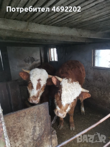 Бикове лимозин, снимка 3 - Крави - 52897780