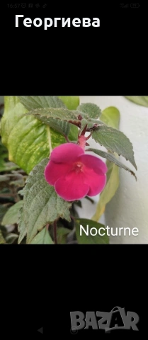 ризоми колерия и ахименес, снимка 9 - Стайни растения - 53291033