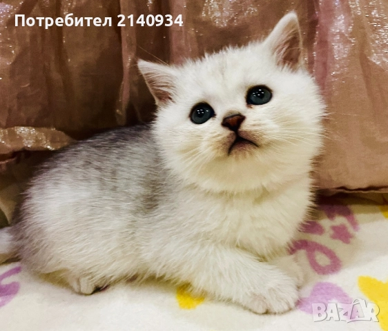 Чистокръвен британски, сръбрена чинчила. Мъжко, снимка 3 - Британска късокосместа - 52958137