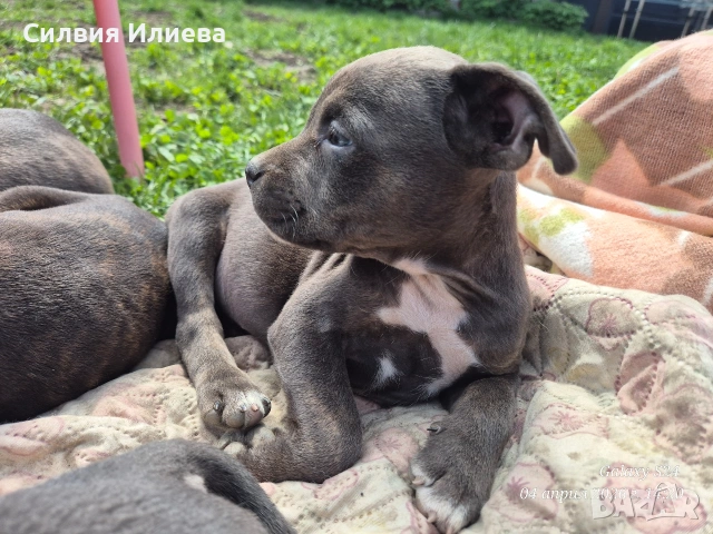Малки бебета питбули , снимка 10 - Питбул - 54090036