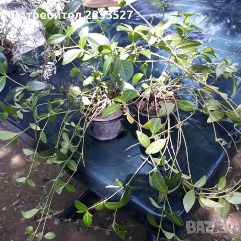 Промо Комплект градински растения, снимка 6 - Градински цветя и растения - 45697275