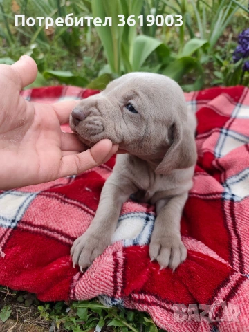 Ваймаранери , снимка 7 - Ваймаранер - 54205376