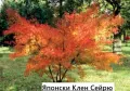 Ацер - Японски Клен Комплект от 4 вида, снимка 10