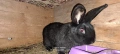 Породисти зайци , снимка 5