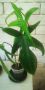 Филодендрон педатум/Philodendron pedatum /, снимка 1 - Стайни растения - 46050064