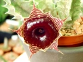 Huernia zebrina, снимка 1