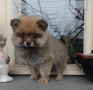 Померан , снимка 1