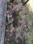 Корен хризантема цикламена бяла и червена, снимка 1 - Градински цветя и растения - 40699216
