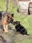 Развъдник за немски овчарки , снимка 5