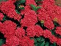 Хортензия в саксия 4 налични цвята, снимка 1 - Градински цветя и растения - 11290025