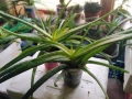 Лечебно Алое Вера и Дървовидно алое, снимка 4