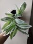 Традесканция, Tradescantia albiflora albovittata, снимка 1 - Стайни растения - 45973296