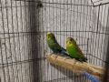 Продавам два броя вълнисти папагали , снимка 1 - Папагали - 45901100