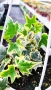 Кошница с Бръшлян, Hedera Helix Yellow Ripple, снимка 1