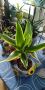 екзотична палма, снимка 1 - Стайни растения - 45680302