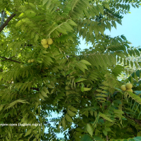 Фиданки от редки и екзотични дървесни видове. Араукария, Давидия, Валонски дъб, Черен орех..., снимка 11 - Градински цветя и растения - 39972748
