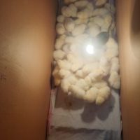 Продавам малки пилета от порода бял легхорн, снимка 3 - Кокошки и пуйки - 45734188