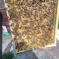 Пчелни отводки, снимка 1 - За пчели - 45102889