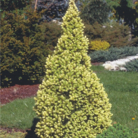 Канадски Смърч ”Дейзи Уайт” / Picea glauca ’Daisy’s White’, снимка 7 - Разсади - 45012798