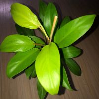Philodendron Malay Gold , снимка 2 - Стайни растения - 46117248