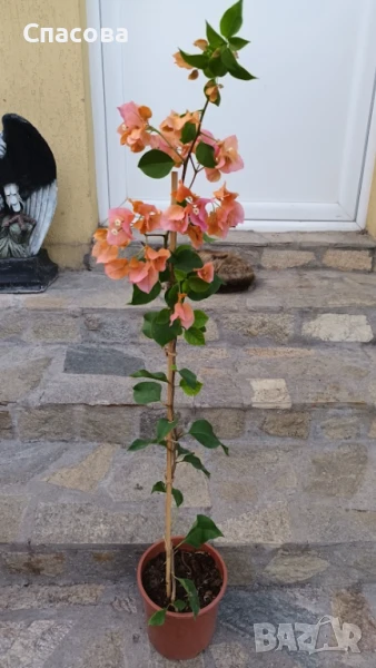 Бугенвилия розово-оранжева, снимка 1