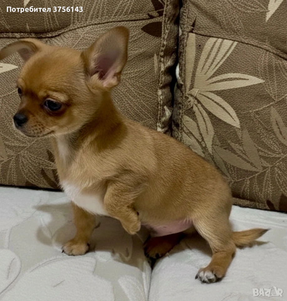 Мини Чихуахуа Момче Уникат, снимка 1