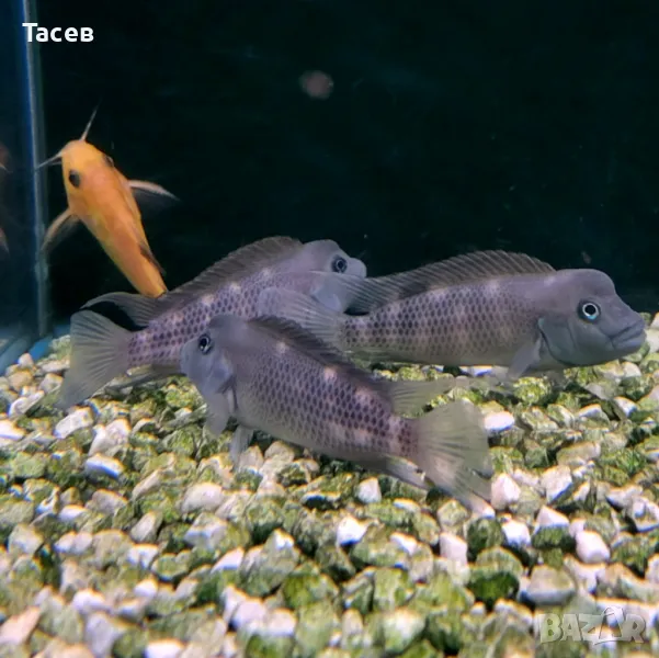 Steatucranus cazuaris 5-7см, снимка 1