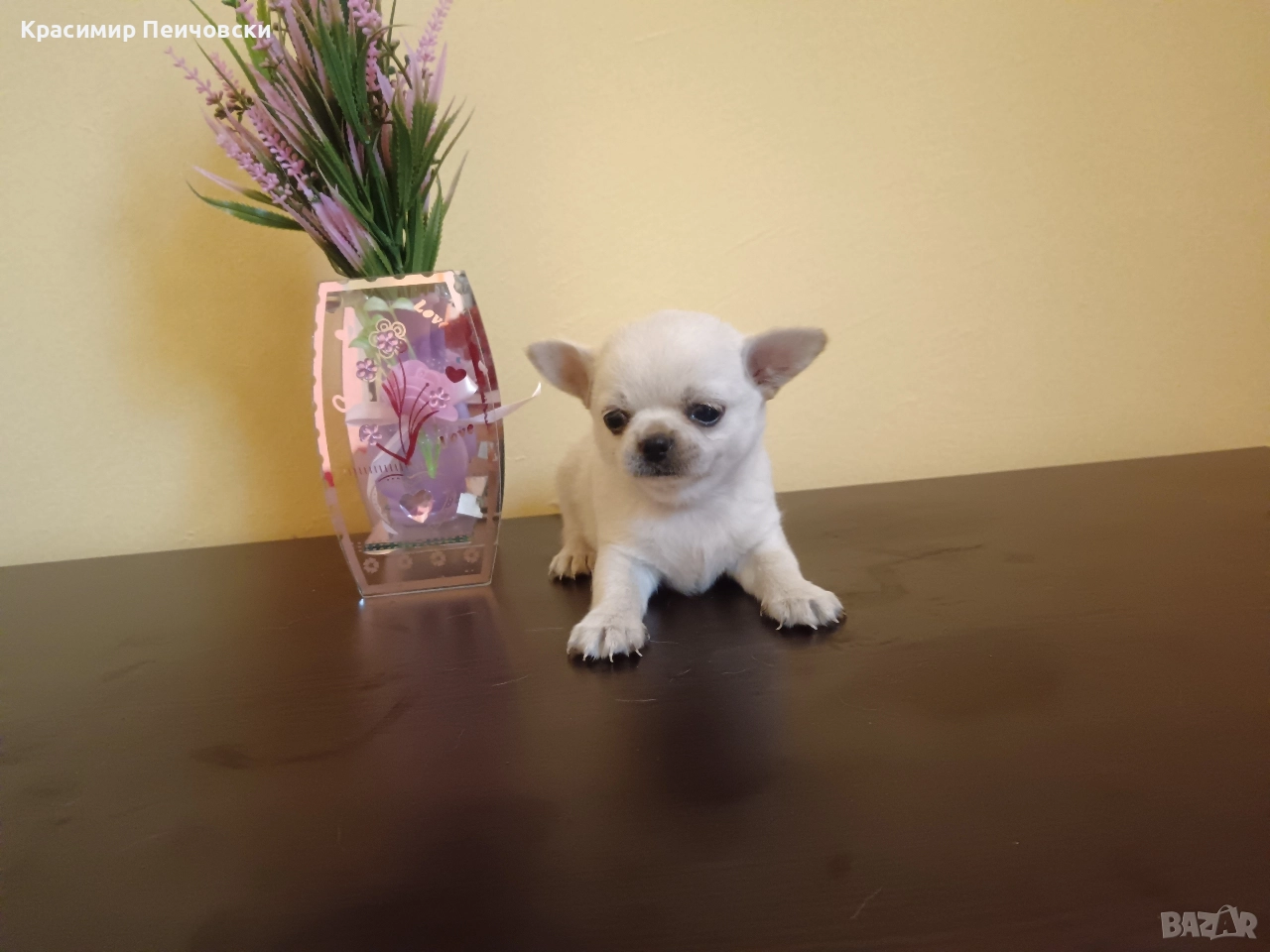 момче чихуахуа , снимка 1