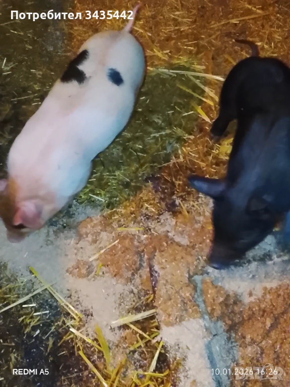 Прасенца, снимка 1