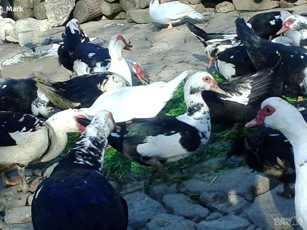 Неми патици свободно отлгеждани - юрдечки, снимка 1