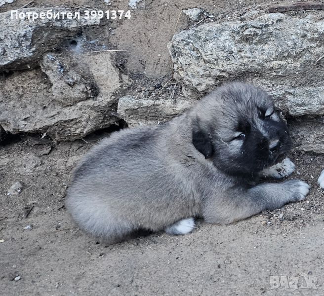 Продавам мъжко чистокръвно куче кавказка, на 1 месец, снимка 1