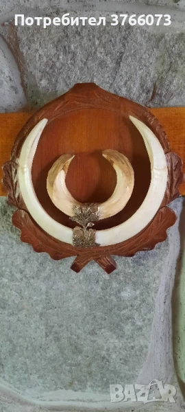 Трофейни глиги, снимка 1