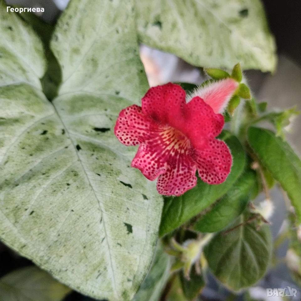 ризоми колерия, снимка 1