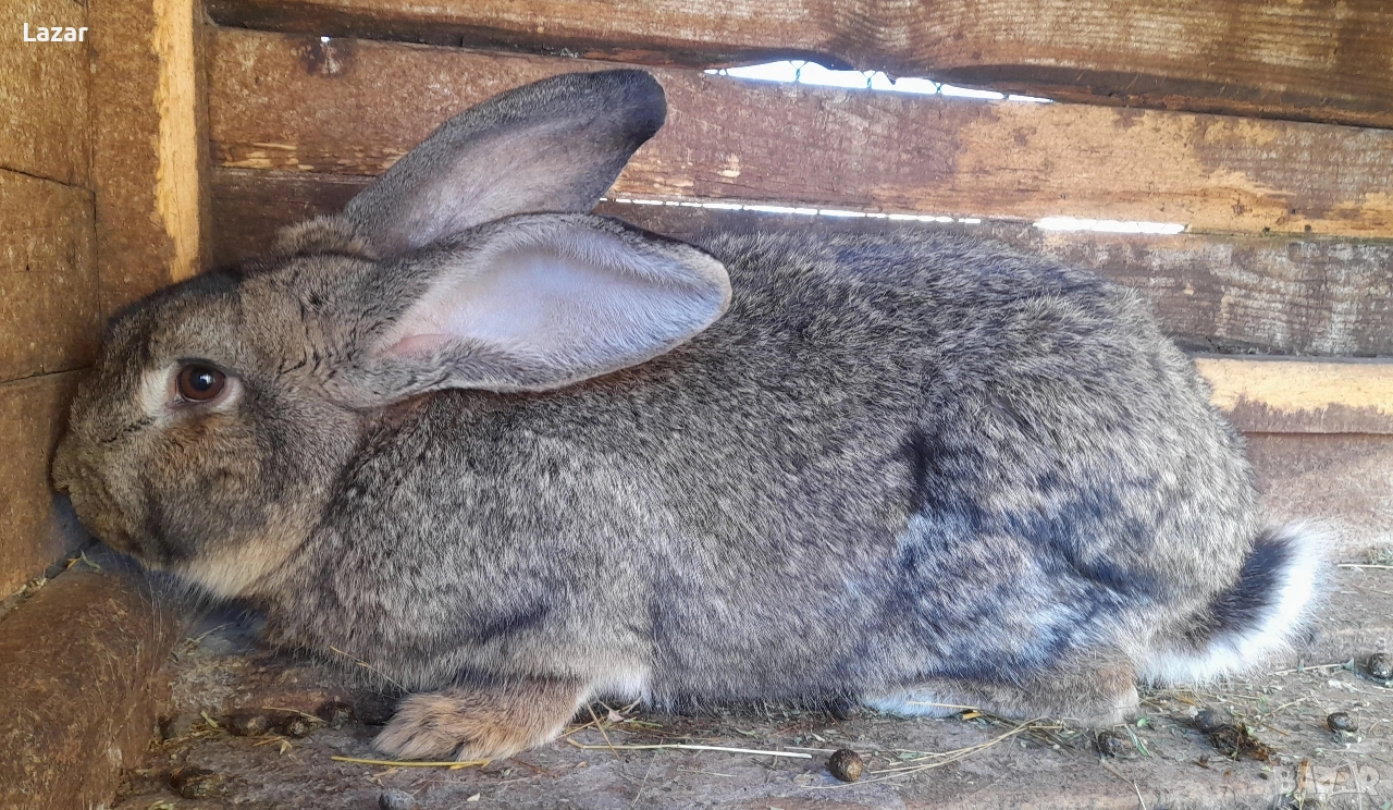 Продавам зайци, снимка 1