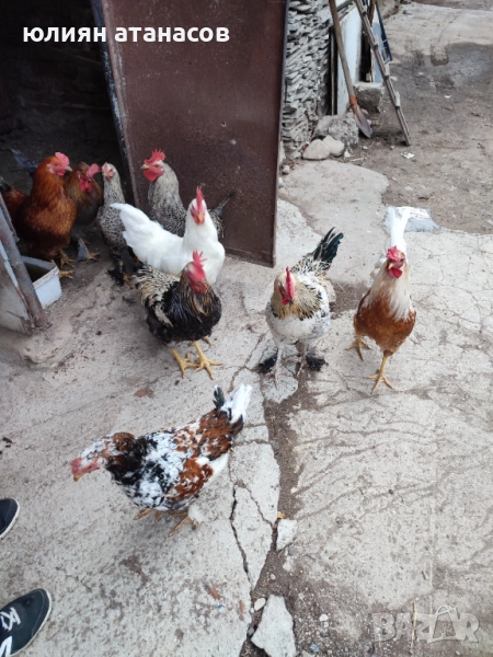 Продавам петли, снимка 1