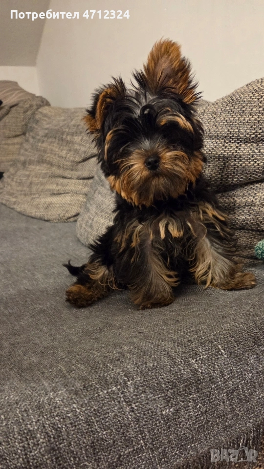 Йоркширски териер , снимка 1