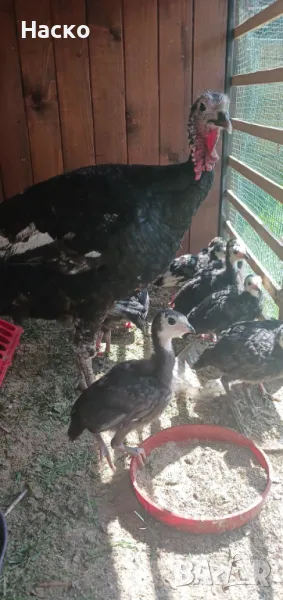 Френски пуйчета артисан голд, снимка 1