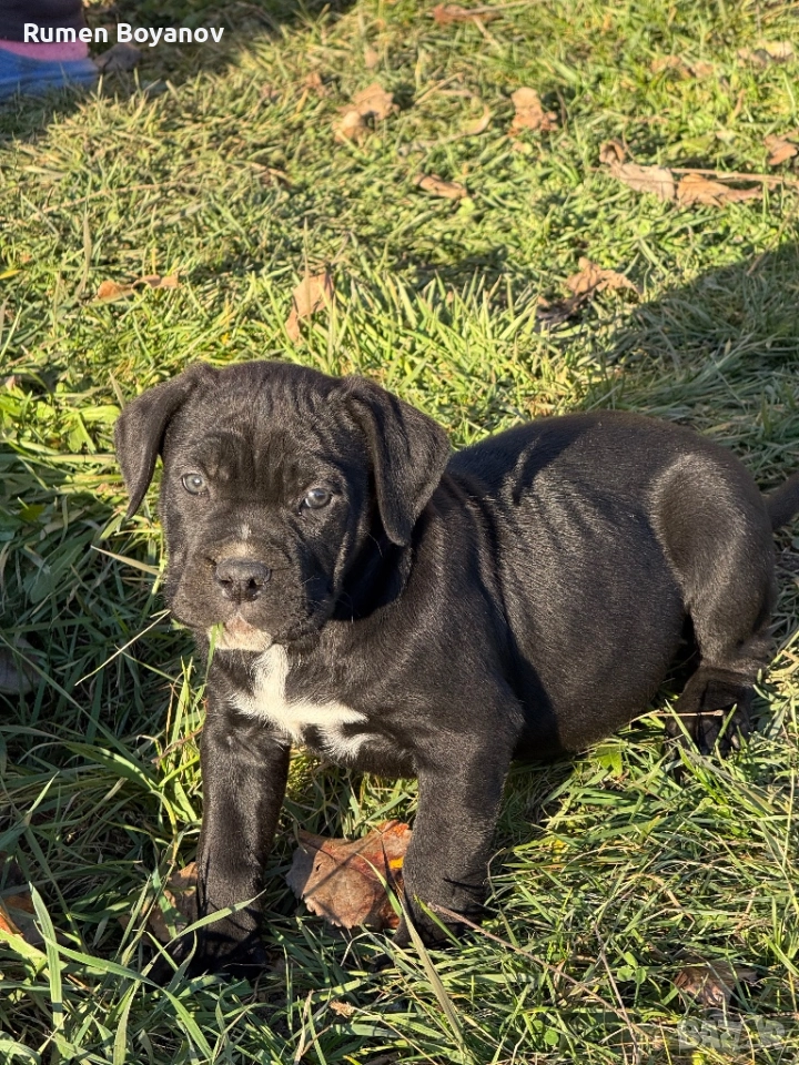 Кане Корсо , снимка 1