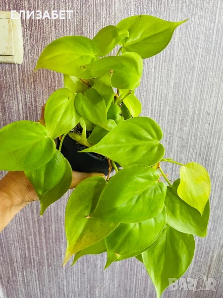 Fhilo, снимка 1