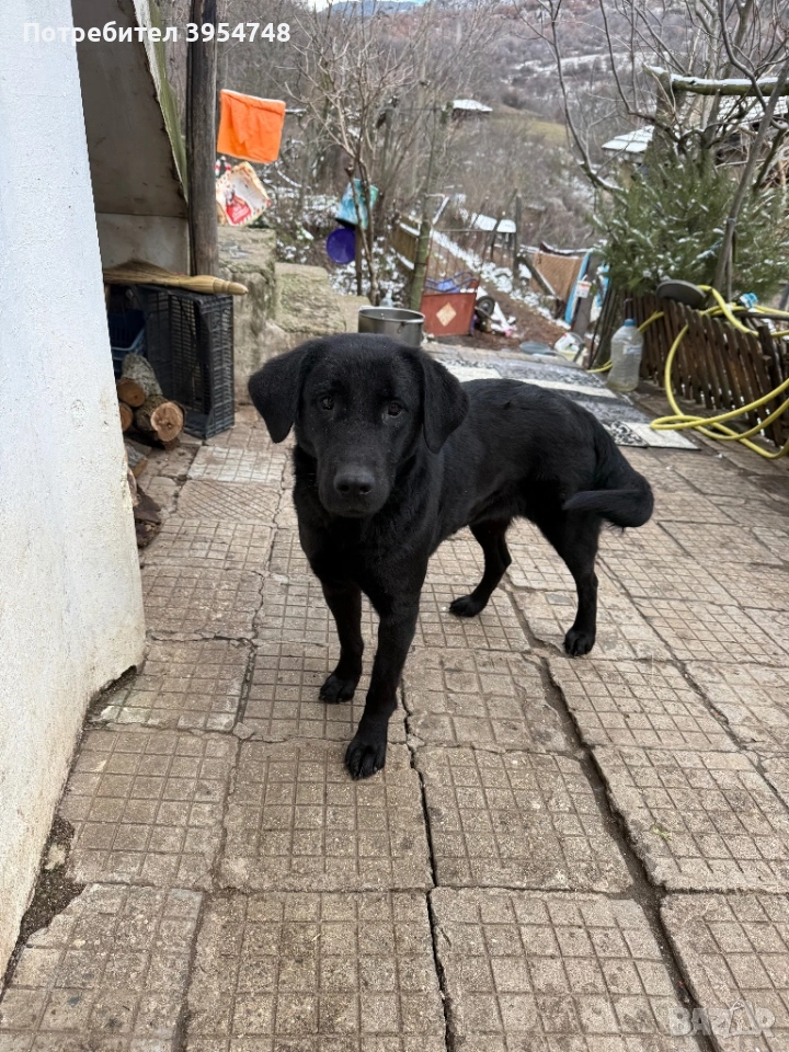 Подарявам женски кученца , снимка 1